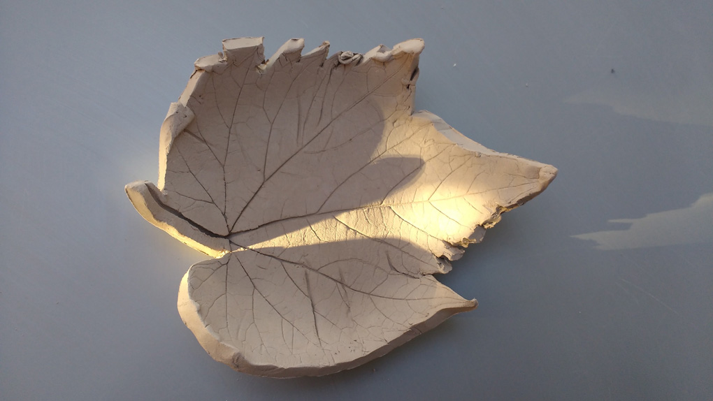 Leaf in the sun